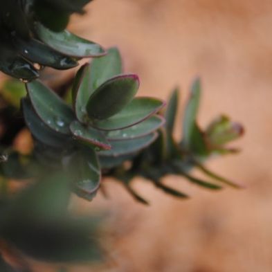 tsaPhotoClubwk7 (5)